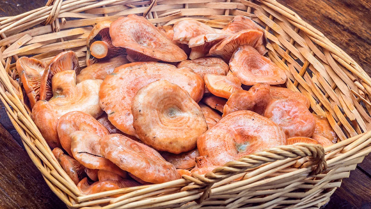 Kanlıca mantarı neye iyi gelir? Kanlıca mantarı hangi vitaminleri içerir?