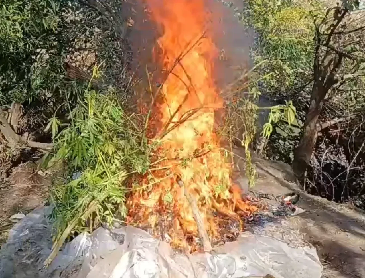 Diyarbakır’da dev narkotik operasyonu: 1,2 ton esrar elde edilebilecek kenevir ve skunk imha edildi