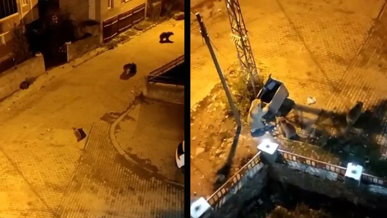 Kars’ta ayılar mahalleyi böyle ele geçirdi! O anlar kamerada