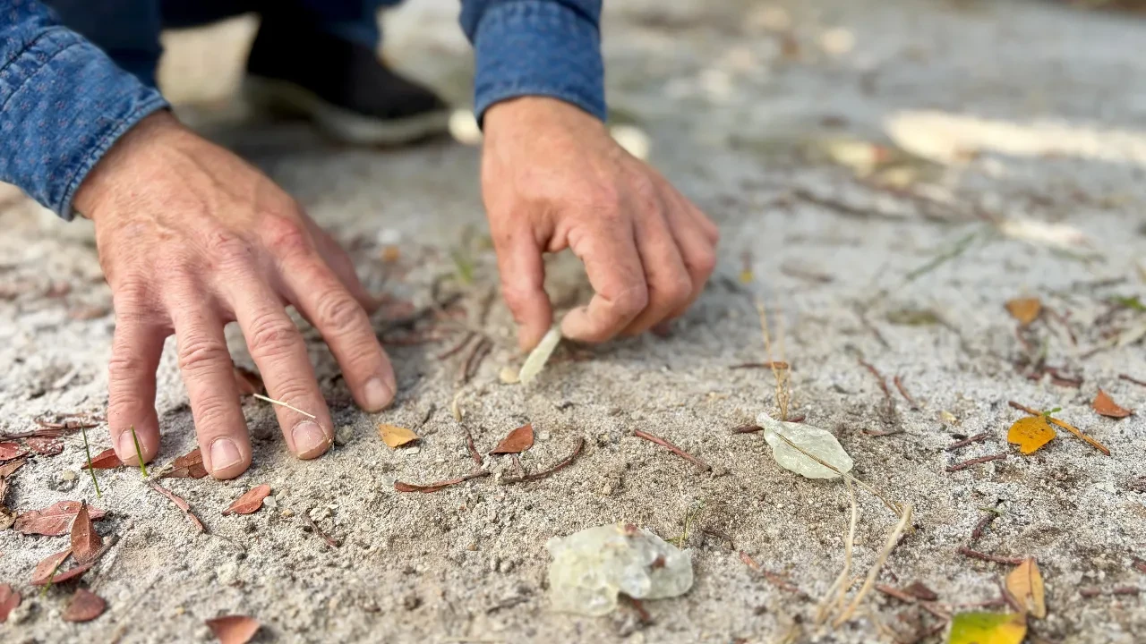 Ege'nin altını en değerli ürünler arasında! Kilosu 50 bin lira, faydaları saymakla bitmiyor