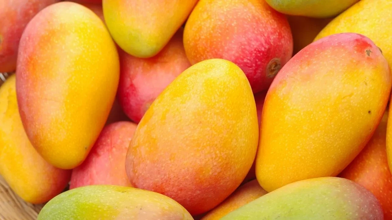Mango bağırsakları çalıştırır mı? Mango kilo vermeye yardımcı olur mu?