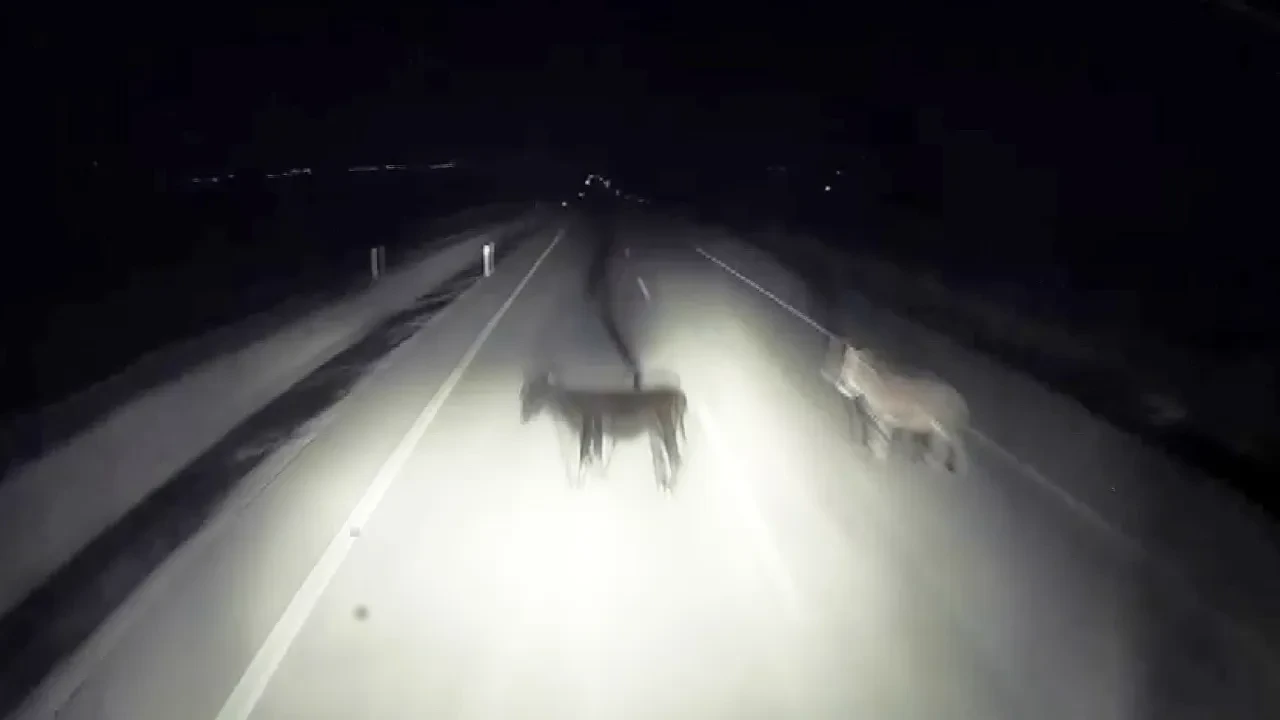 Karanlık yolda feci kaza: Aniden önüne çıkan eşeklere çarptı! O anlar kamerada
