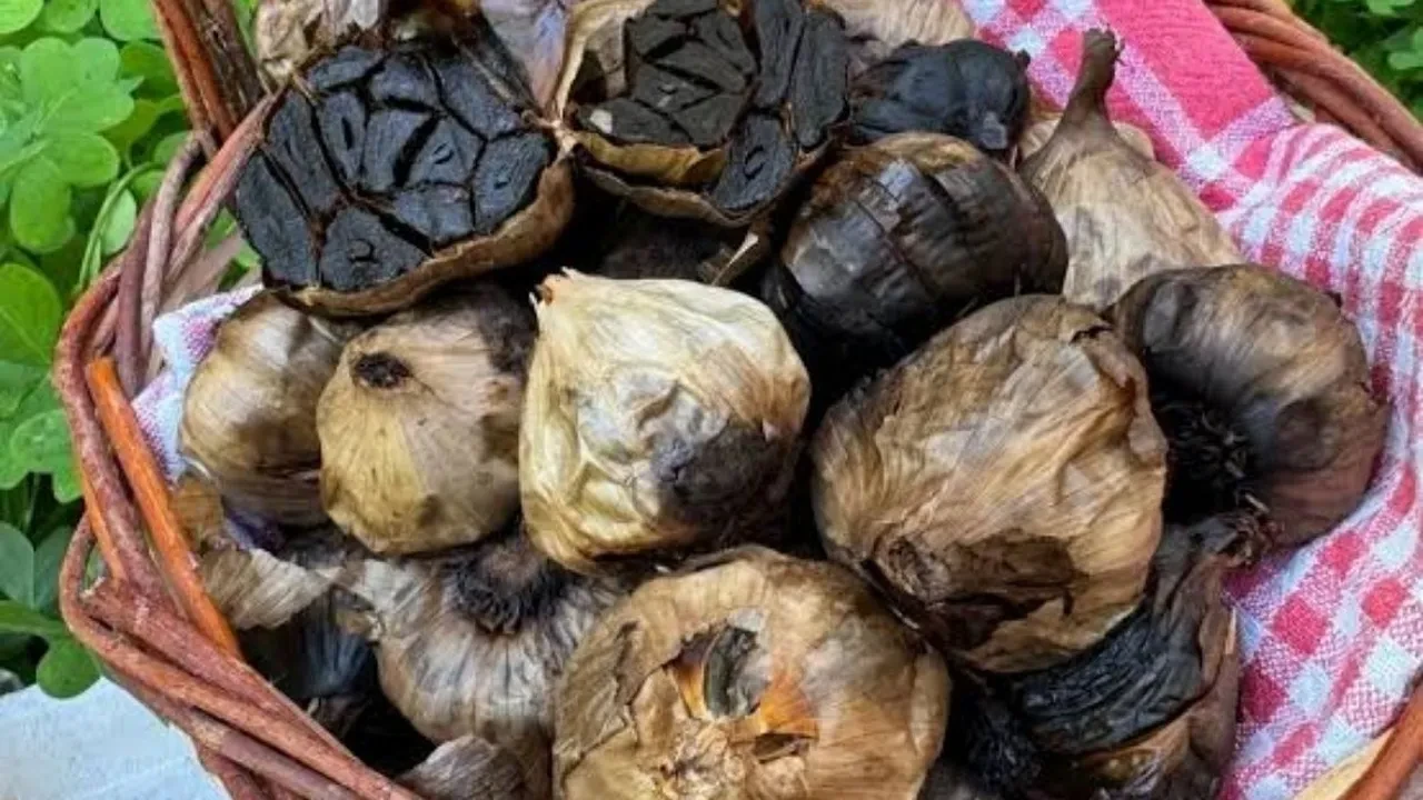 MasterChef’te siyah sarımsak merak uyandırdı! Siyah sarımsak ezmesi nasıl yapılır?