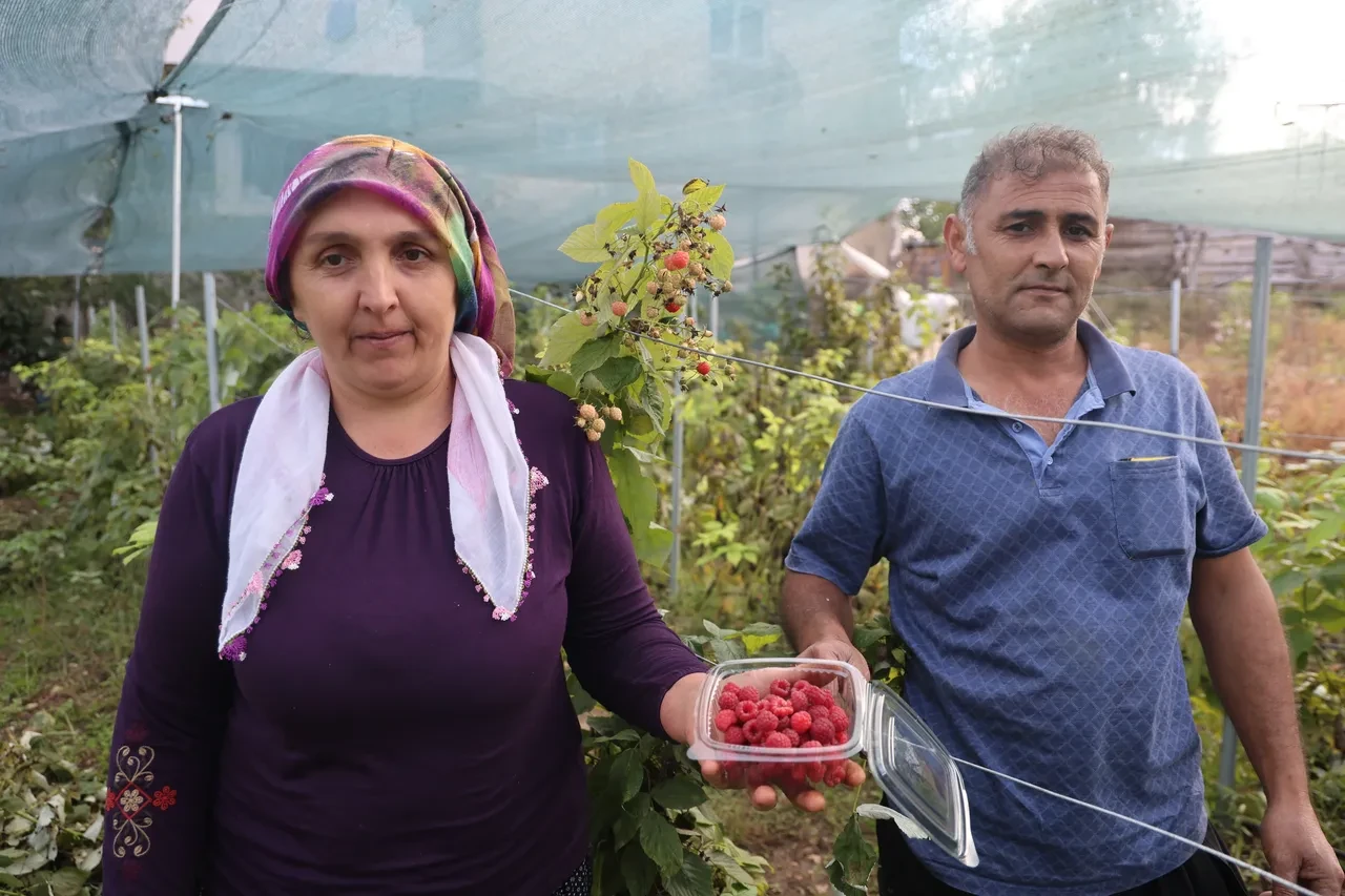 'Ben bu işi yaparım' dedi, ilk kez yetiştirerek kazancını katladı: Kilosunu 500 TL'den satıyor
