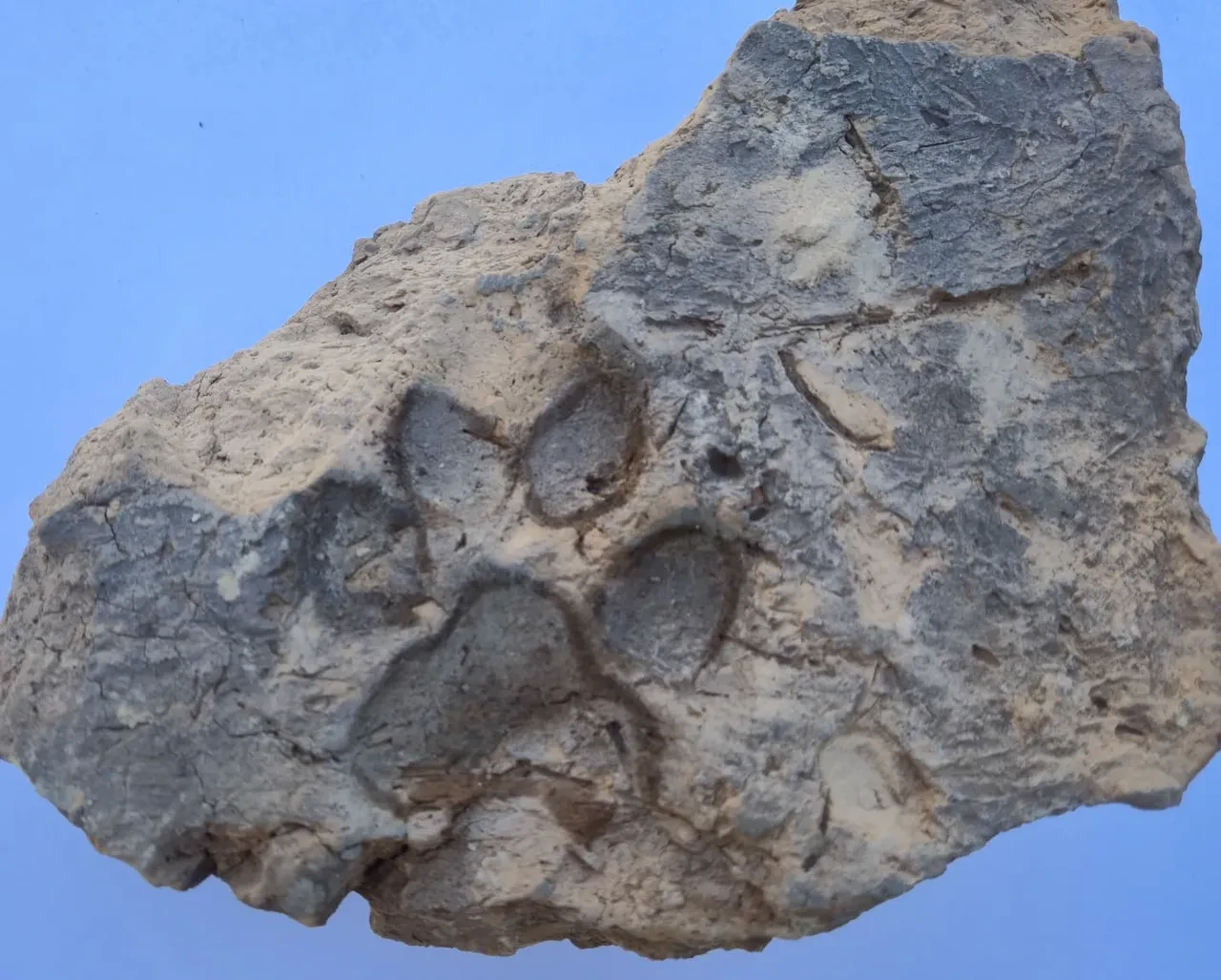 Dört bin yıllık pati izi bulundu: Tavşanlı Höyük’te bir köpeğin bıraktığı izler yıkılan evin duvarından çıktı