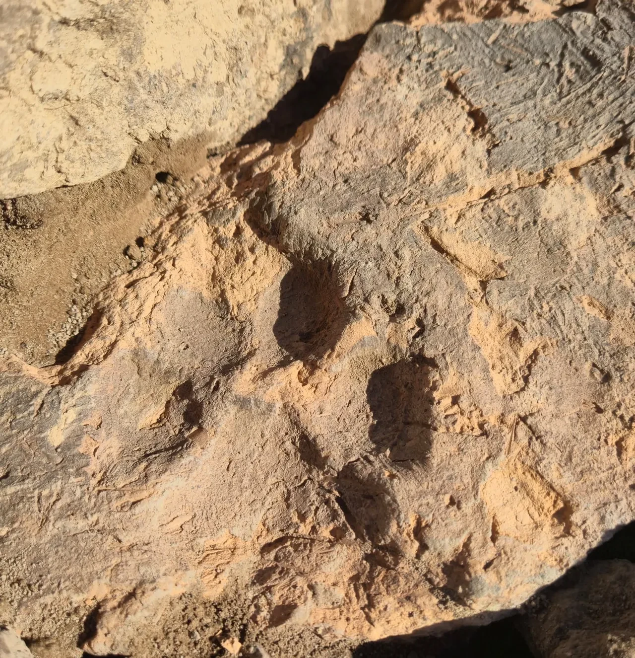 Dört bin yıllık pati izi bulundu: Tavşanlı Höyük’te bir köpeğin bıraktığı izler yıkılan evin duvarından çıktı