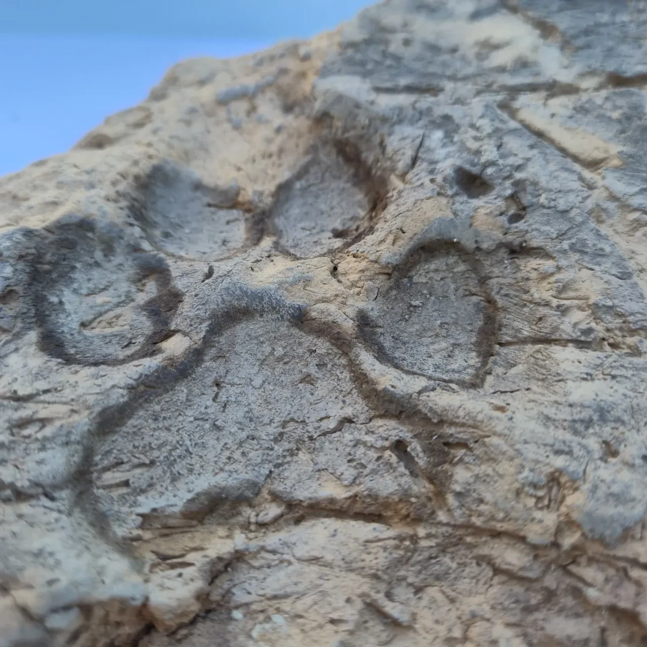 Dört bin yıllık pati izi bulundu: Tavşanlı Höyük’te bir köpeğin bıraktığı izler yıkılan evin duvarından çıktı