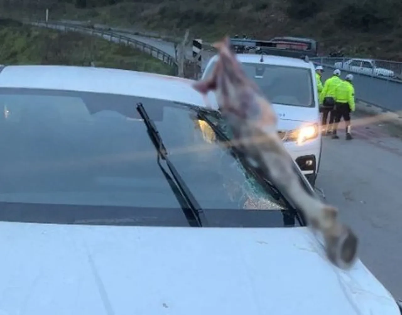 İstanbul'da akılalmaz kaza: Atın kopan bacağı otomobile saplandı