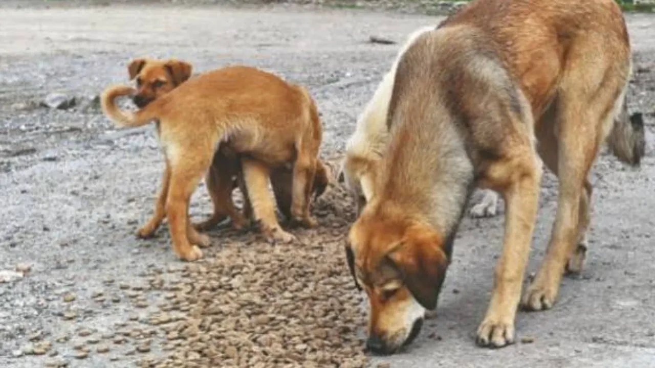 MASAK ve bakanlıktan mama vurgunu operasyonu: 55 derneğe ve 4 şirkete milyonlarca lira ceza, 37 yöneticiye suç duyurusu