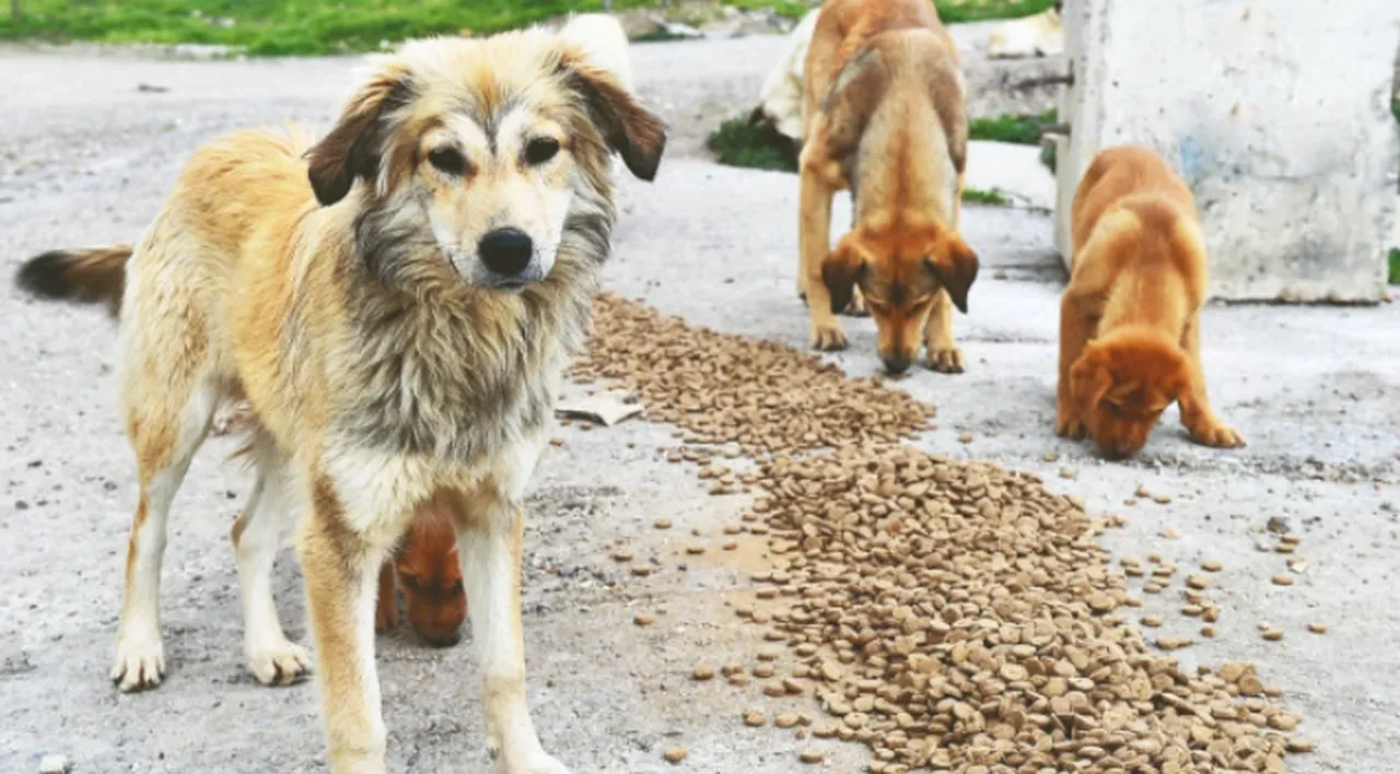 MASAK ve bakanlıktan mama vurgunu operasyonu: 55 derneğe ve 4 şirkete milyonlarca lira ceza, 37 yöneticiye suç duyurusu