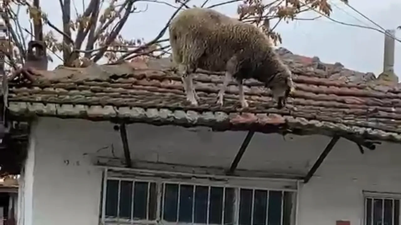Çatıya çıkan koyun şaşırttı: Görenler kameraya sarıldı