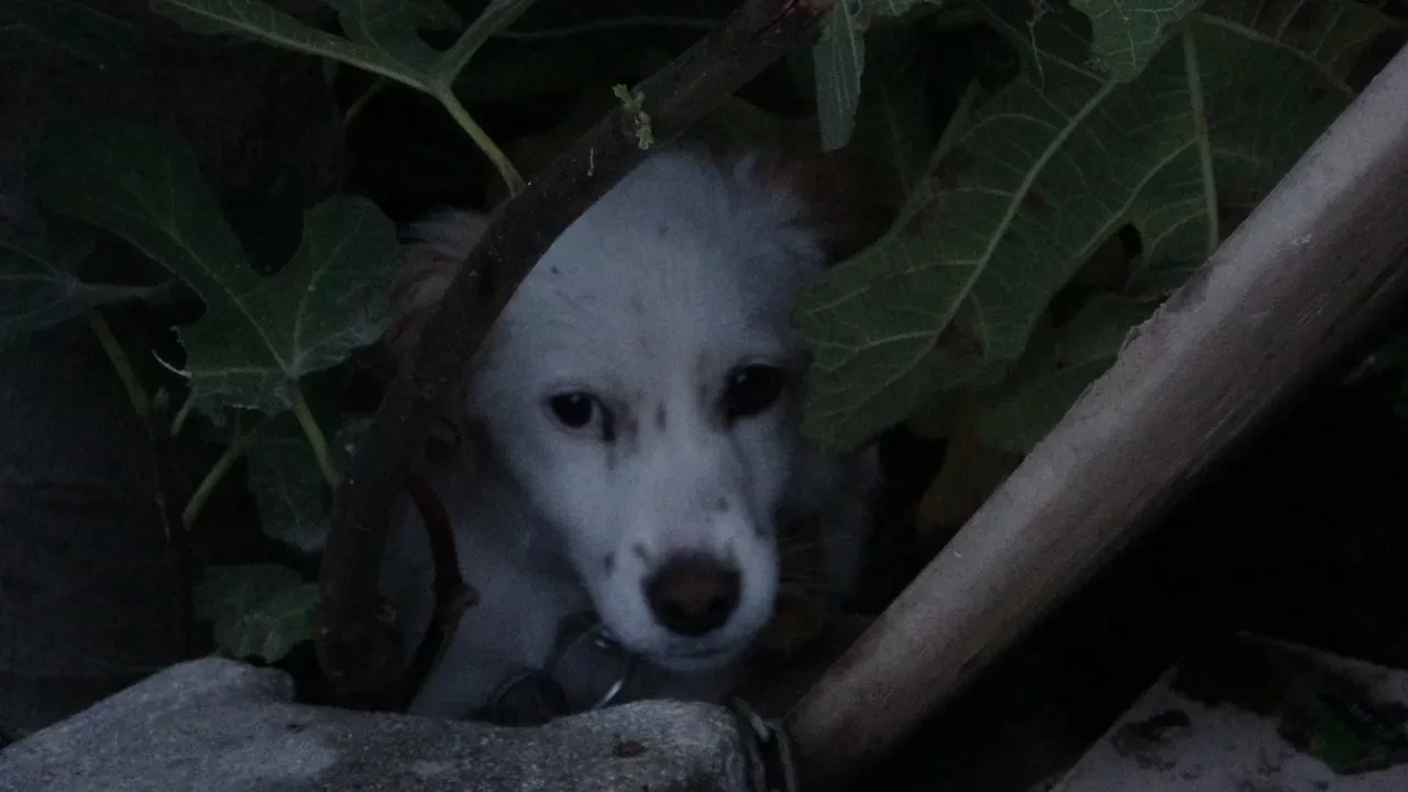 Şömine yakma girişimi faciaya döndü! Köpeği ve horozu büyük korku yaşadı