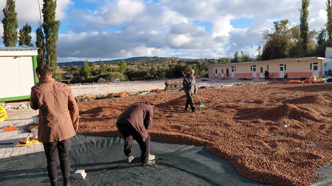 Fındığı kurutamayan Ordulu çareyi göç etmekte buldu