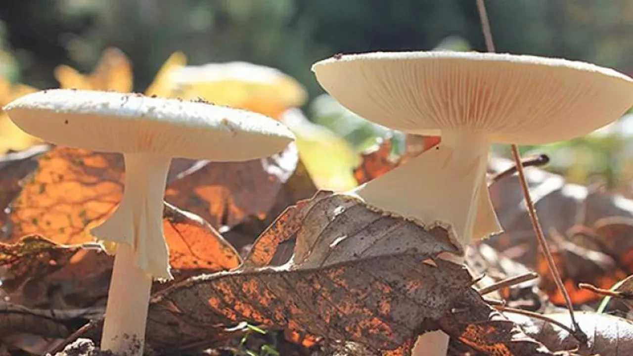 Kastamonu'da mantar zehirlenmesi: 30 kişi tedavi altına alındı