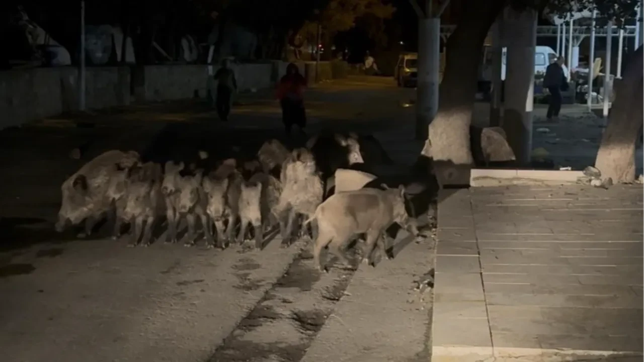Bodrum'da şaşırtan görüntü! Domuz sürüsü mahalleyi bastı 