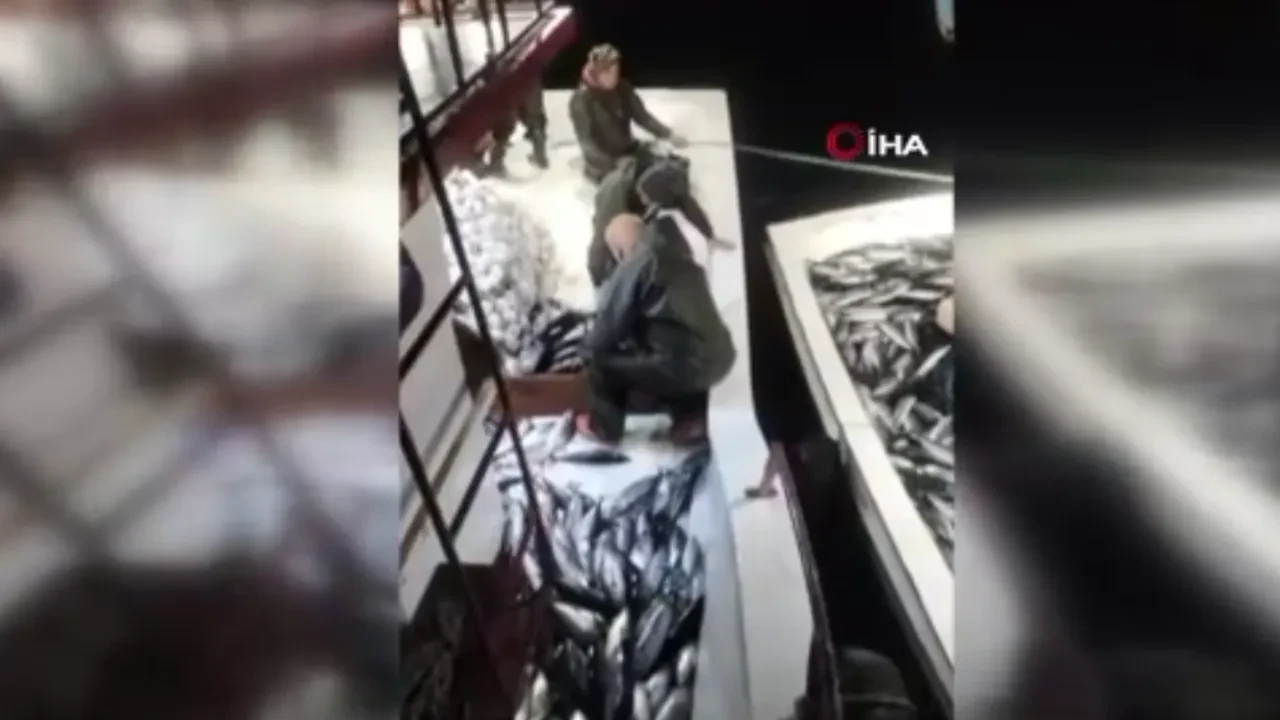 Sinop'taki balıkçı denize ağ attı hiç beklemediği bir şey oldu! 