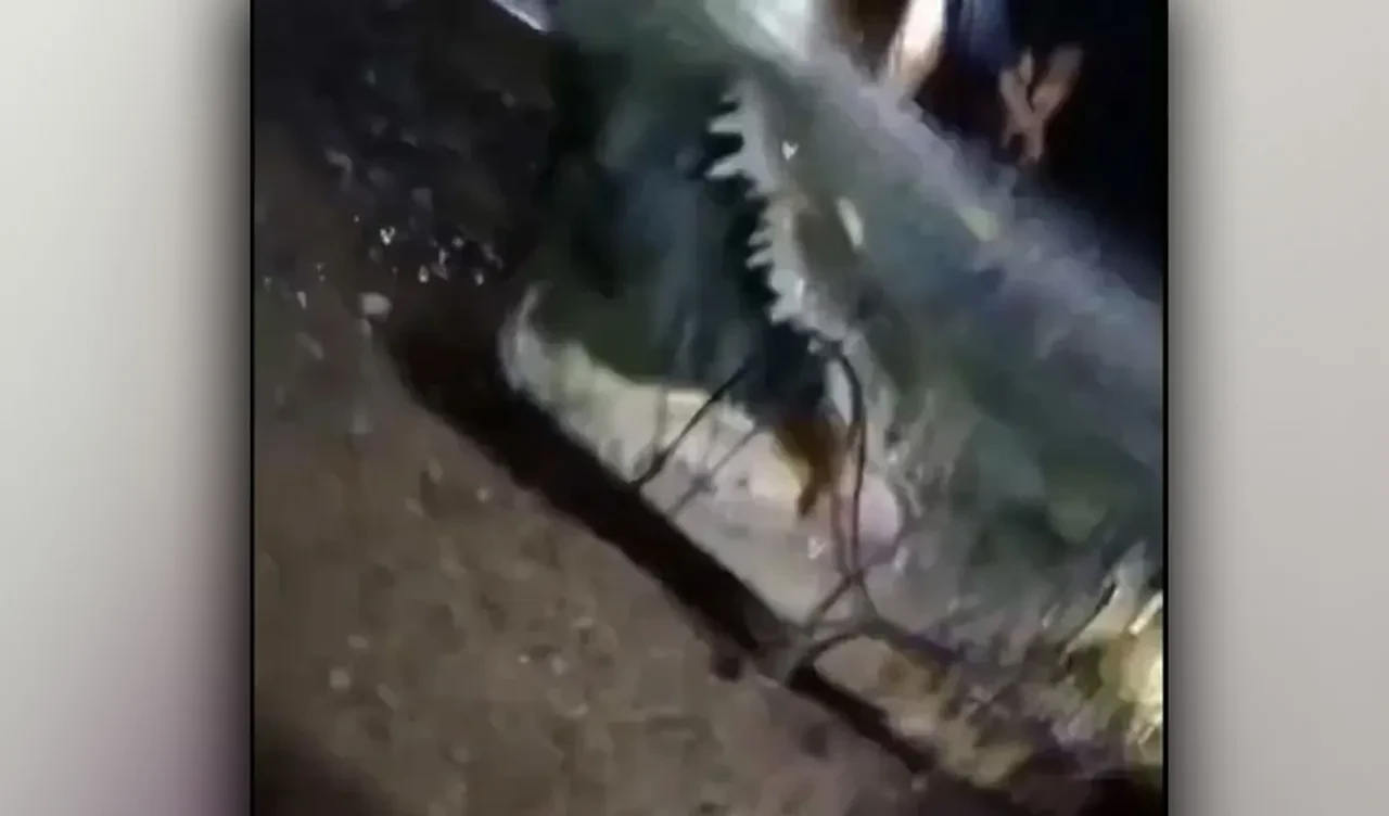 Düğününe 3 gün kala korkunç timsah saldırısında hayatını kaybetti