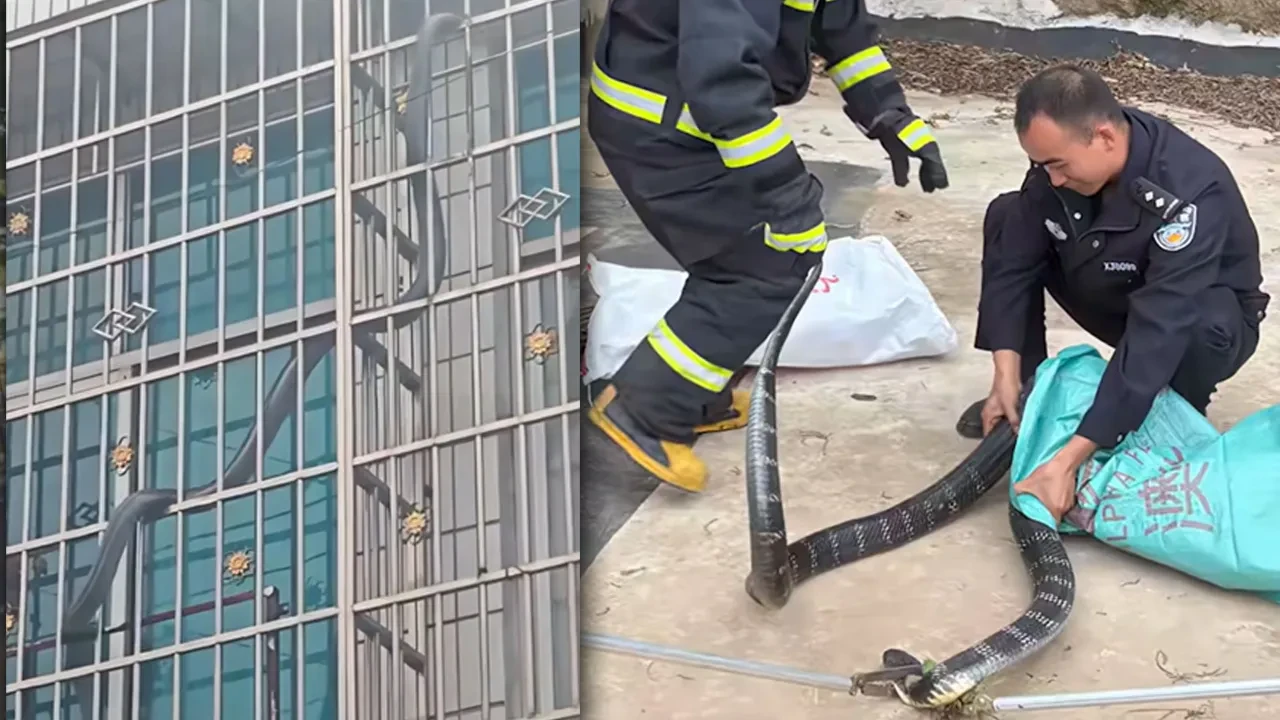 Dünyanın en zehirlisi dev kral kobra pencere korkuluğunda! Ekipler canlı yakaladı