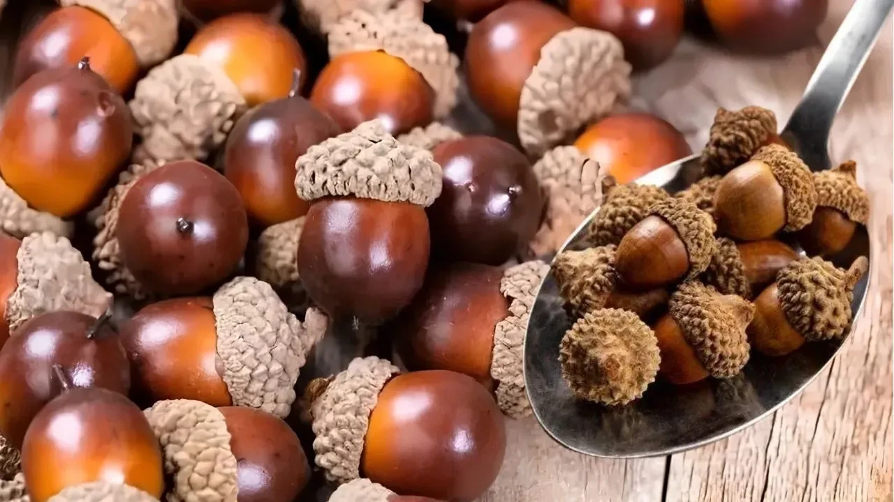 Meşe palamudu yenir mi, faydaları nelerdir? Nasıl tüketilir ve nelere dikkat edilmeli?