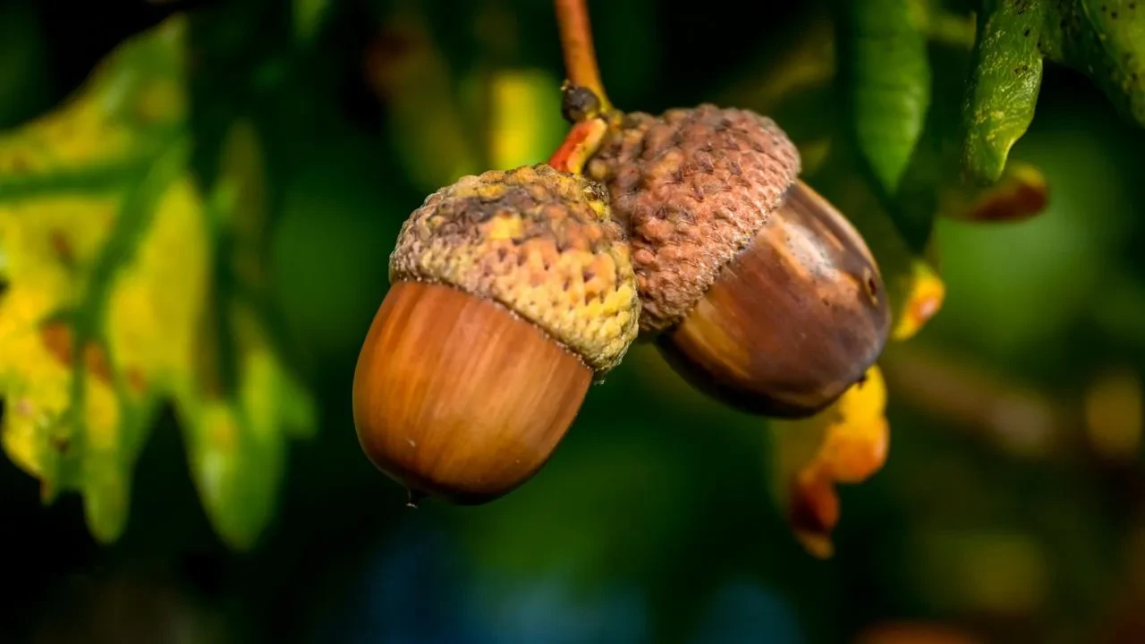 Meşe palamudu yenir mi, faydaları nelerdir? Nasıl tüketilir ve nelere dikkat edilmeli?