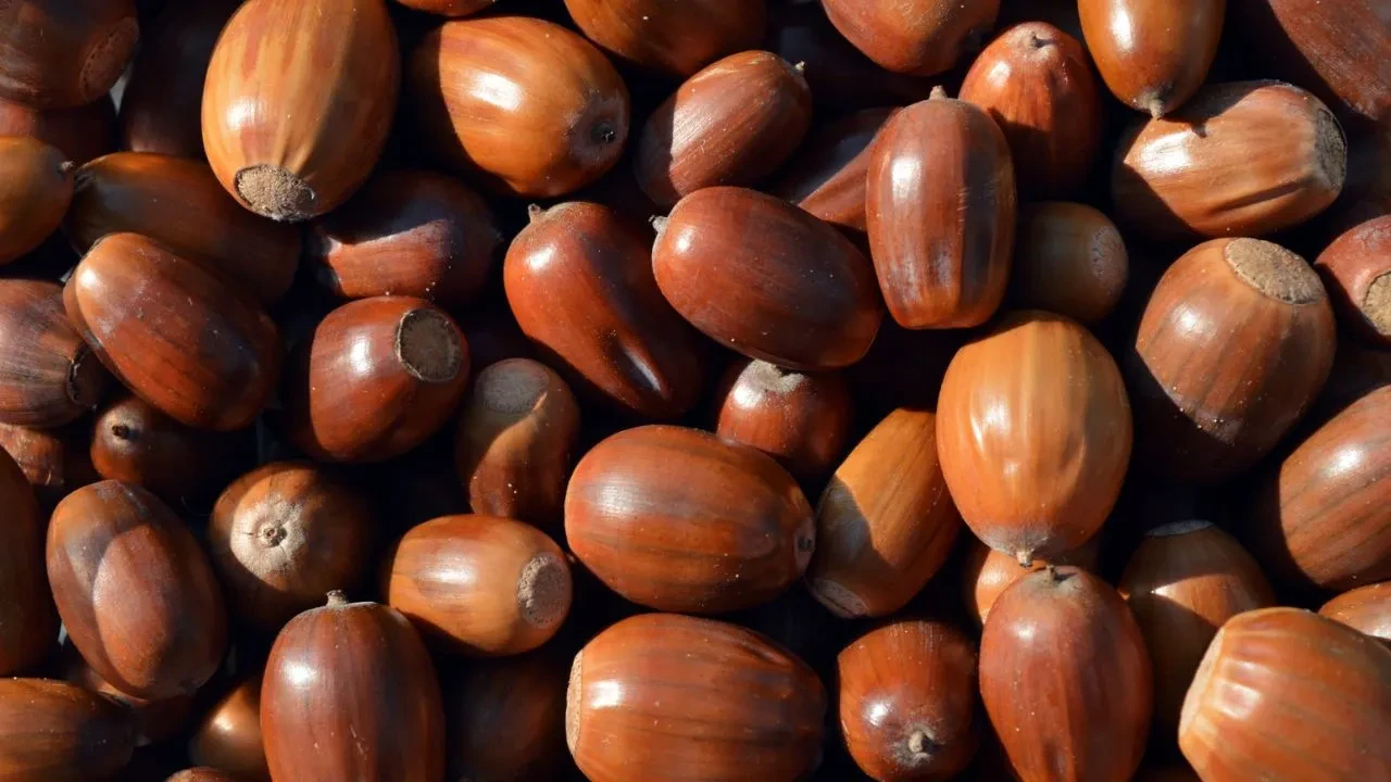 Meşe palamudu yenir mi, faydaları nelerdir? Nasıl tüketilir ve nelere dikkat edilmeli?