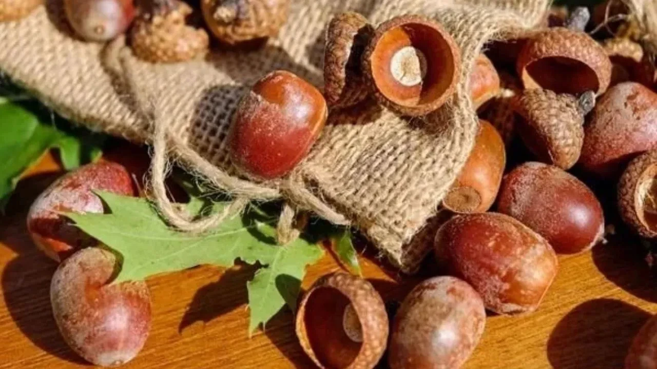 Meşe palamudu yenir mi, faydaları nelerdir? Nasıl tüketilir ve nelere dikkat edilmeli?