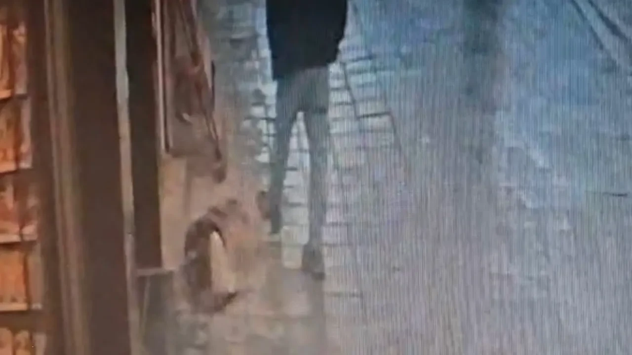 Uyurken tekme yiyen köpeğin intikamı acı oldu! İstanbul’da akılalmaz anlar kamerada 