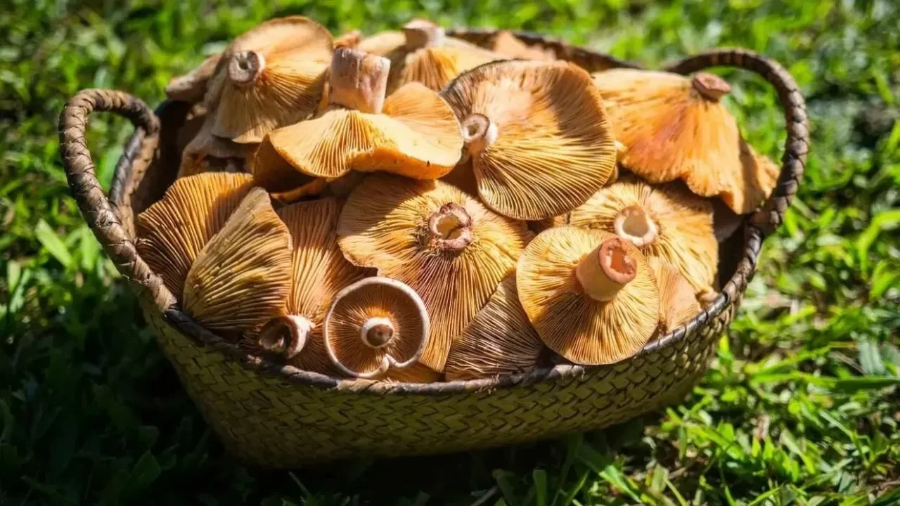 Yumurtalı kanlıca mantarı tarifi! Gözünüz, gönlünüz ve kemikleriniz aynı anda doyacak