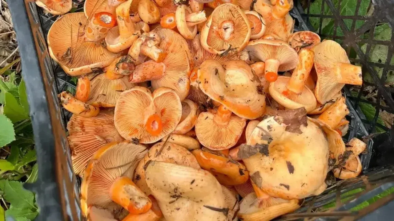 Yumurtalı kanlıca mantarı tarifi! Gözünüz, gönlünüz ve kemikleriniz aynı anda doyacak