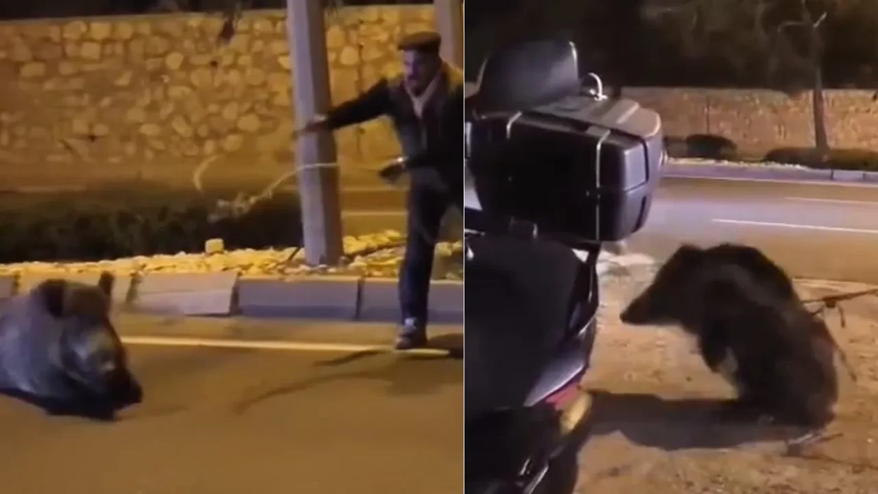 Kementi eline aldı, yaralı yaban domuzunu böyle yakaladı!
