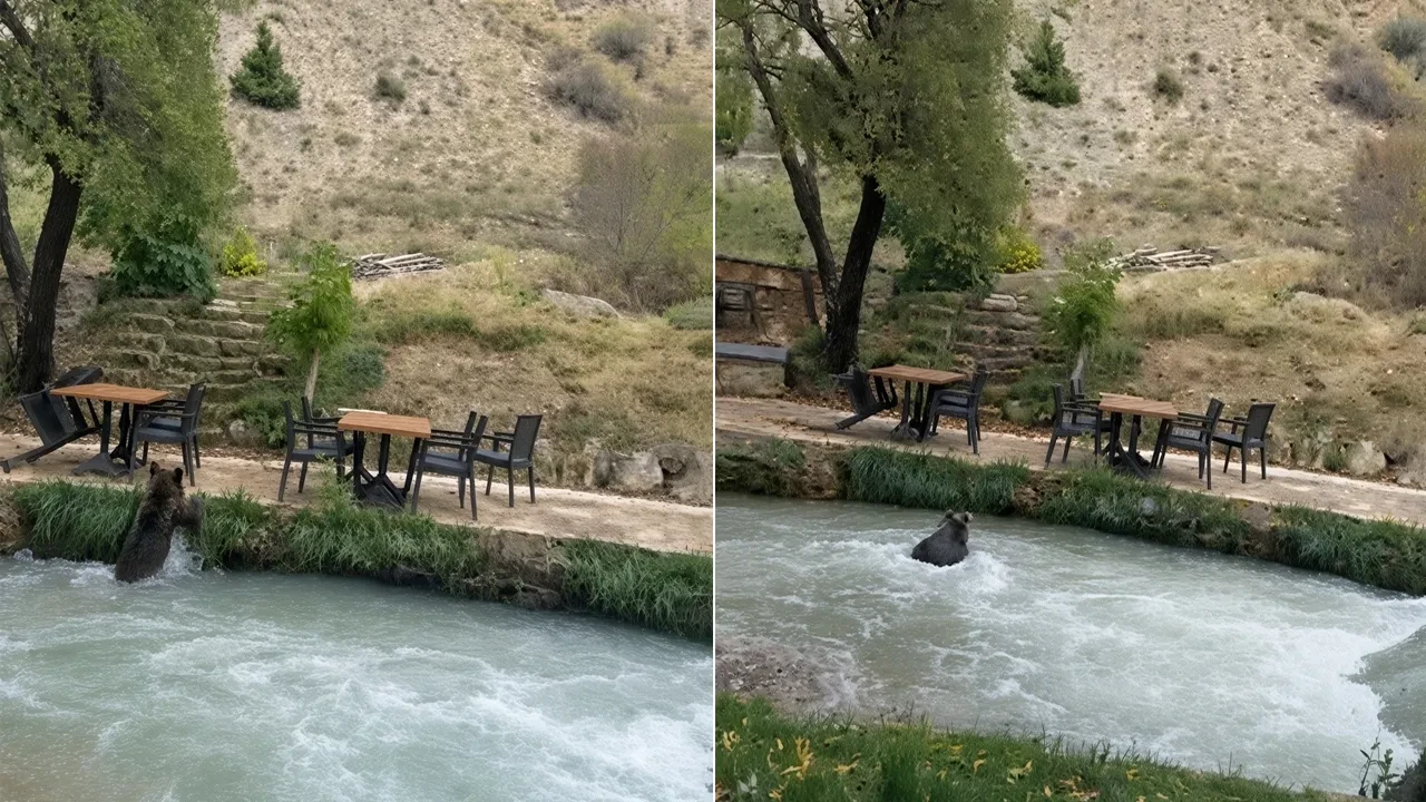 Sabah sabah sürpriz misafir! Yavru ayı insanları görünce suya atladı