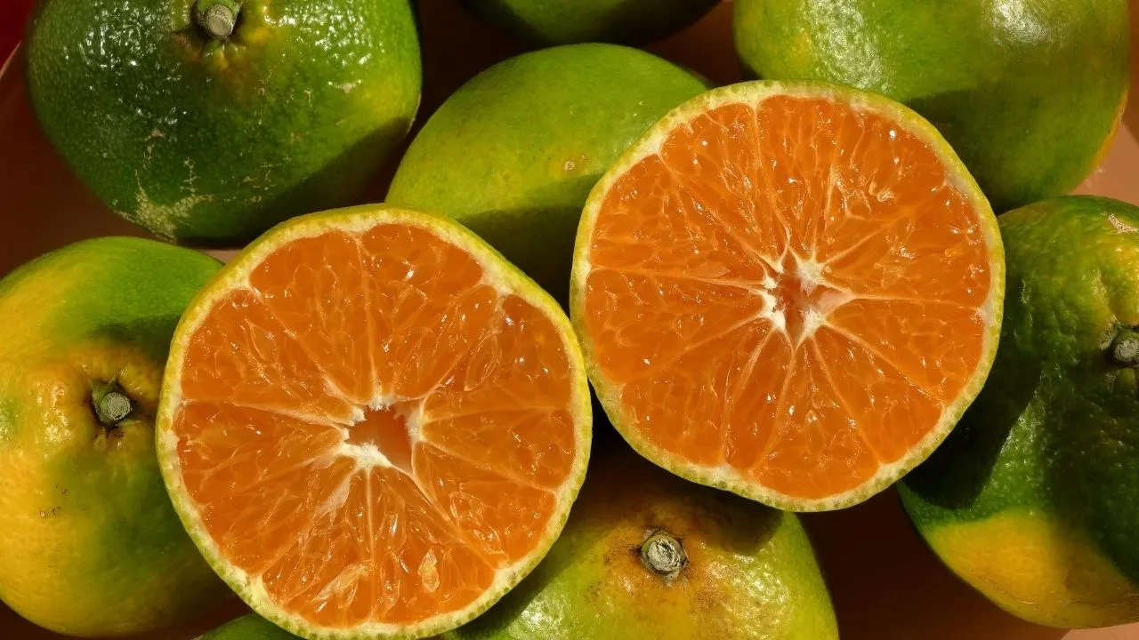 Pazarda yeşil mandalina görünce bunu bilin! Rengiyle ilgili şaşırtan detay