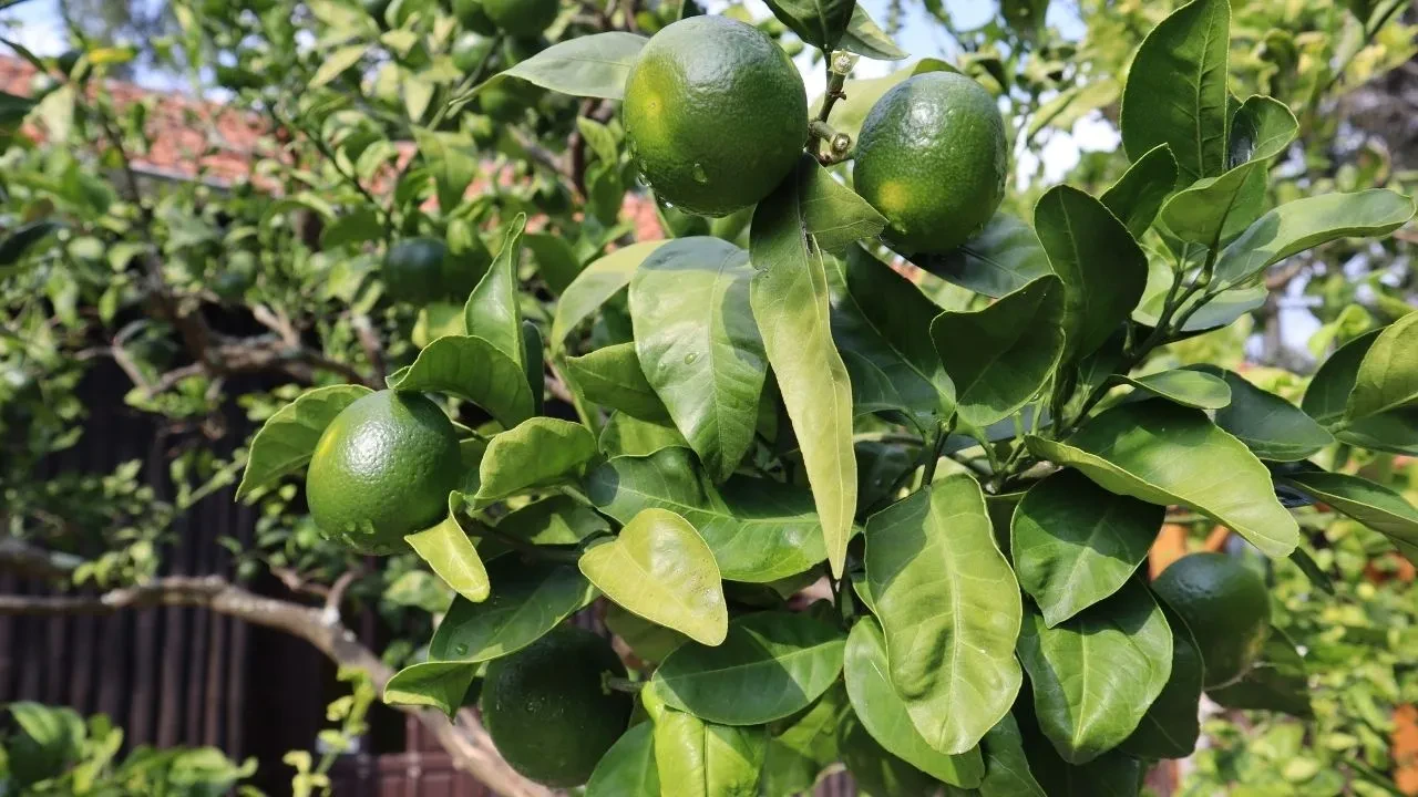 Pazarda yeşil mandalina görünce bunu bilin! Rengiyle ilgili şaşırtan detay