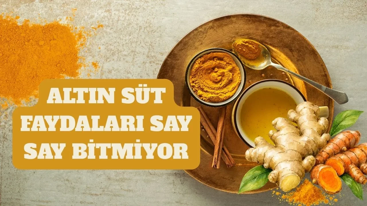 Altın sütü damarlarda pıhtılaşmayı önlüyor, karaciğeri destekliyor! Altın sütü faydaları, tarifi ve kullanımı