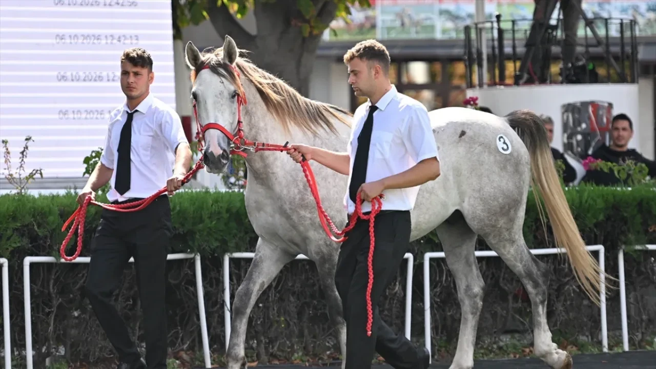 Üstün Umut kaç TL? TJK müzayedesinde tarihe geçen satış