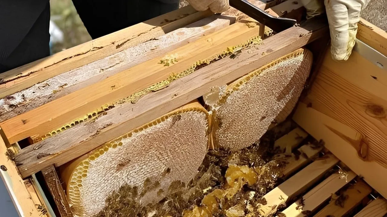 Dağların en lezzetli besin kaynağı! Siirt balı adeta şifa deposu