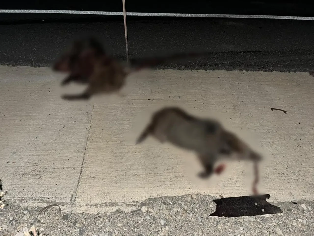 Kastamonu'da otomobil domuz sürüsüne çarptı: 2 yaralı