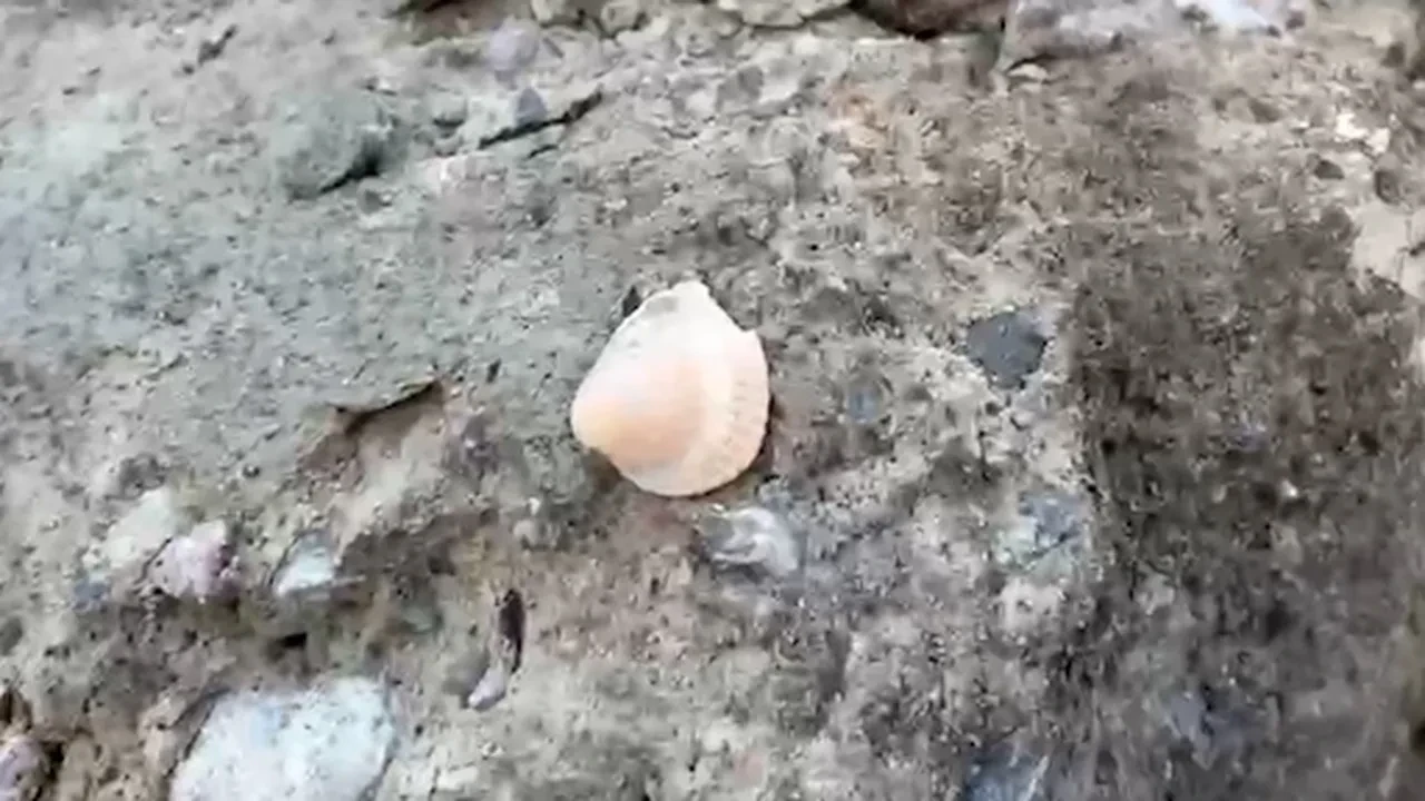 Maltepe'de 5 kişiye mezar olan binada skandal detay: Beton kalıntılarından deniz kabuğu çıktı