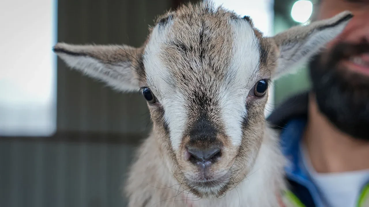 Cinsi 'cüce' Nijerya! Birçok şehirden getirdi şimdi evcil kediye köpeğe alternatif oldu