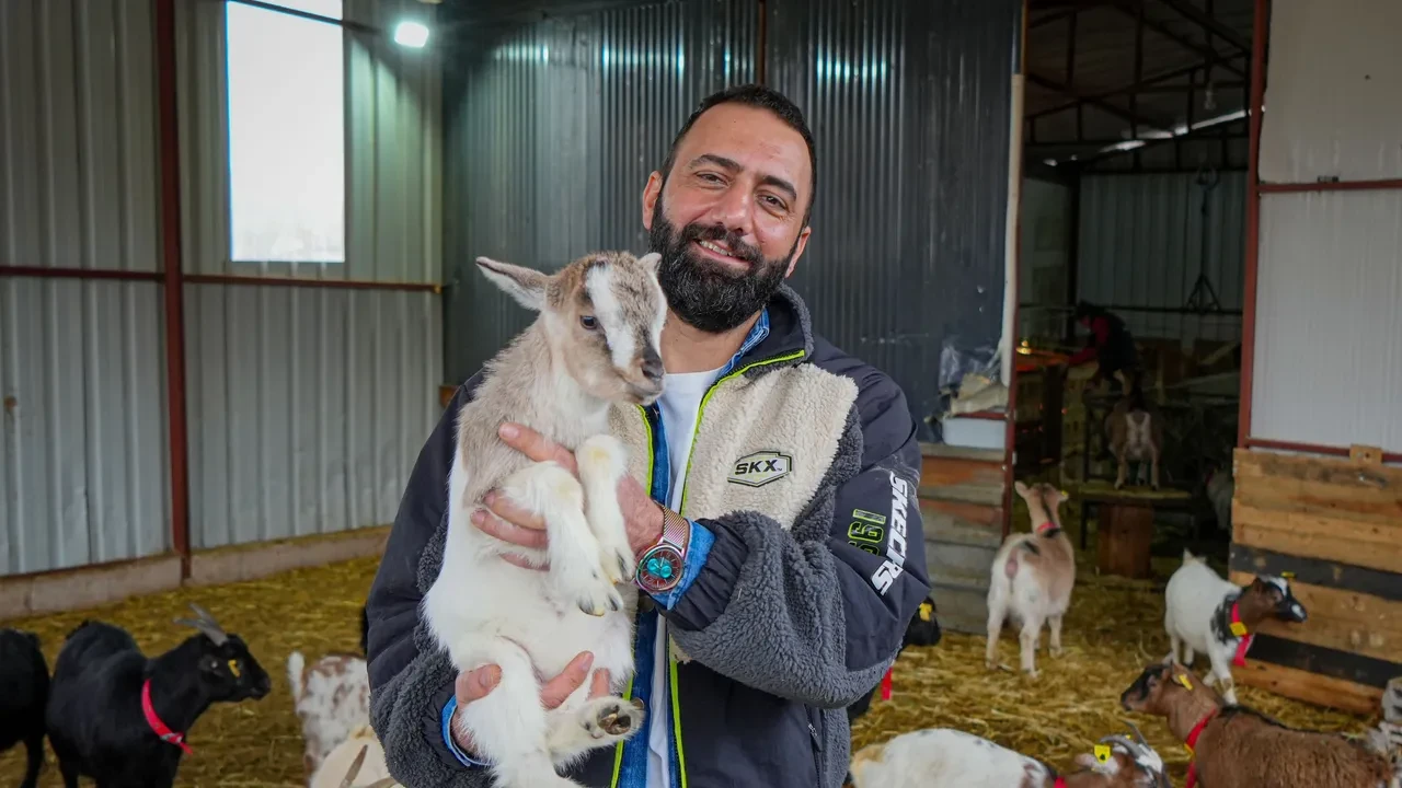 Cinsi 'cüce' Nijerya! Birçok şehirden getirdi şimdi evcil kediye köpeğe alternatif oldu