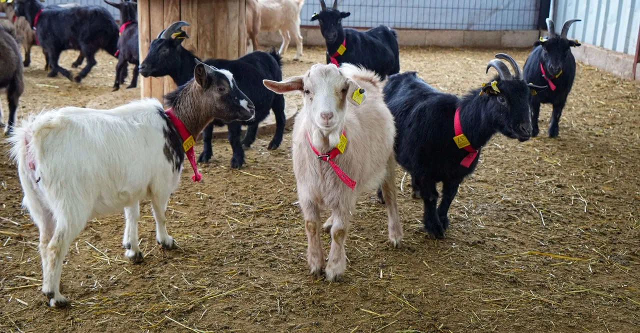 Cinsi 'cüce' Nijerya! Birçok şehirden getirdi şimdi evcil kediye köpeğe alternatif oldu