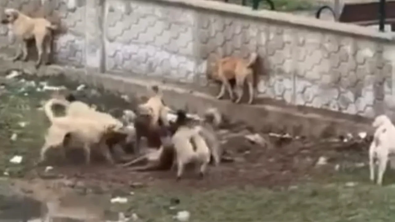 Diyarbakır'da vahşet anları! Sokak köpeklerinin aralarına aldığı köpeği parçalamaya çalıştığı anlar kamerada