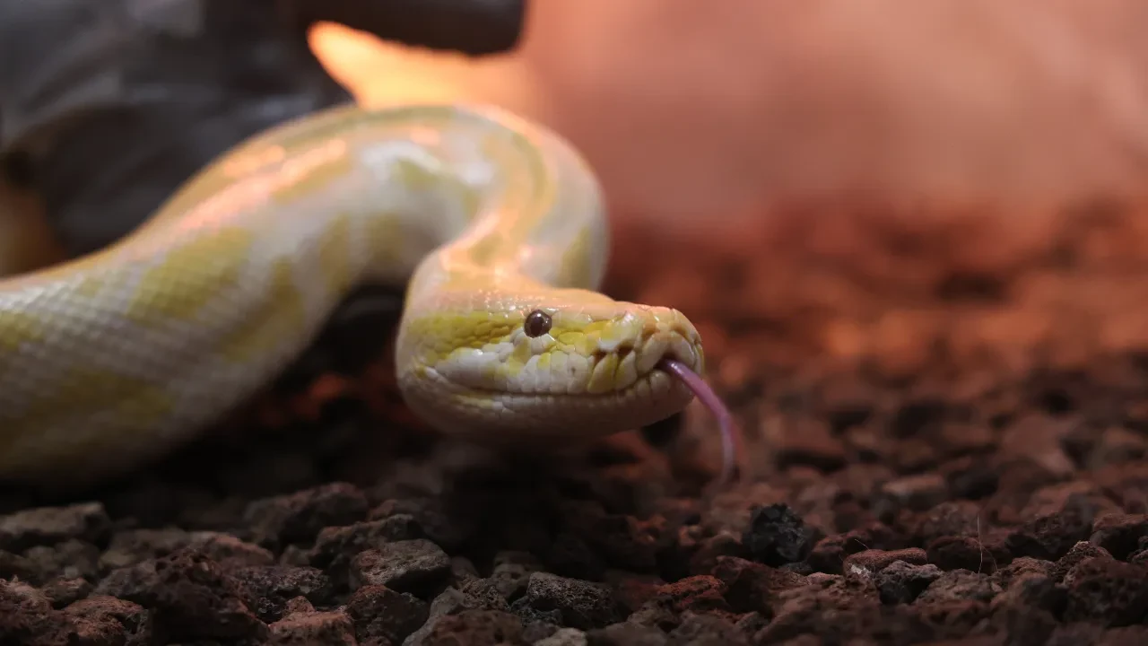 Nesli tehlike altında olan piton, AVM’den çıktı! İnsan güvenliği açısından risk barındırıyor