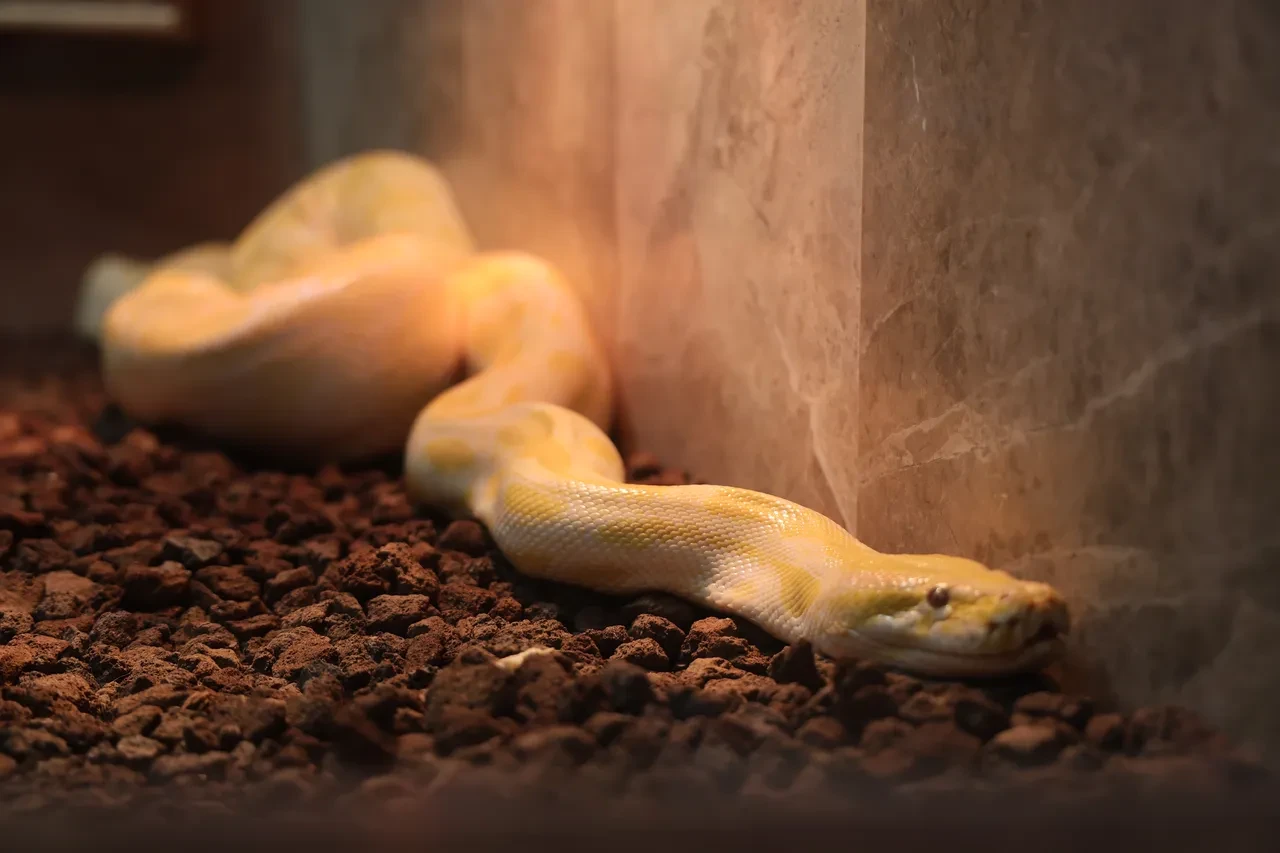 Nesli tehlike altında olan piton, AVM’den çıktı! İnsan güvenliği açısından risk barındırıyor