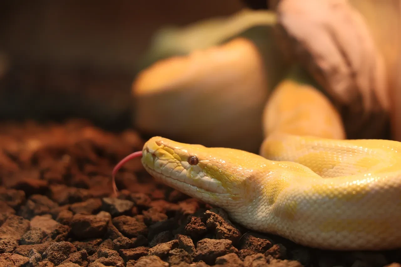 Nesli tehlike altında olan piton, AVM’den çıktı! İnsan güvenliği açısından risk barındırıyor