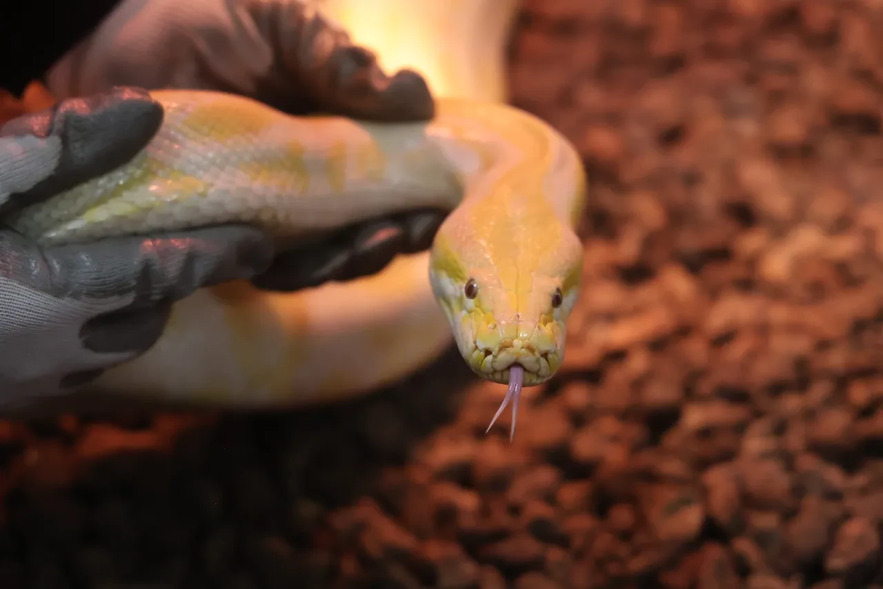 Nesli tehlike altında olan piton, AVM’den çıktı! İnsan güvenliği açısından risk barındırıyor