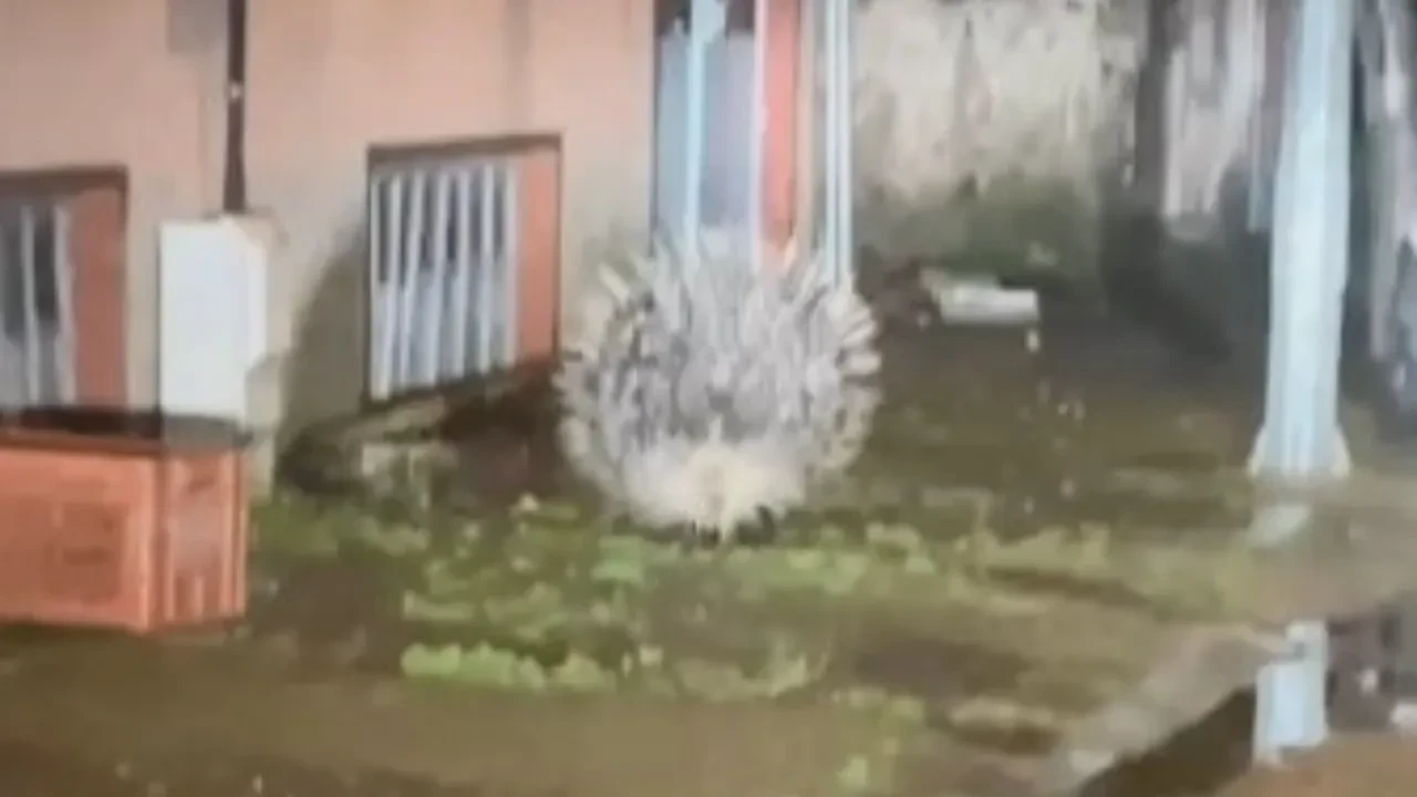 Nesli tükenme tehlikesi altında, avlayana ceza var! Sokakta gezerken görüldü