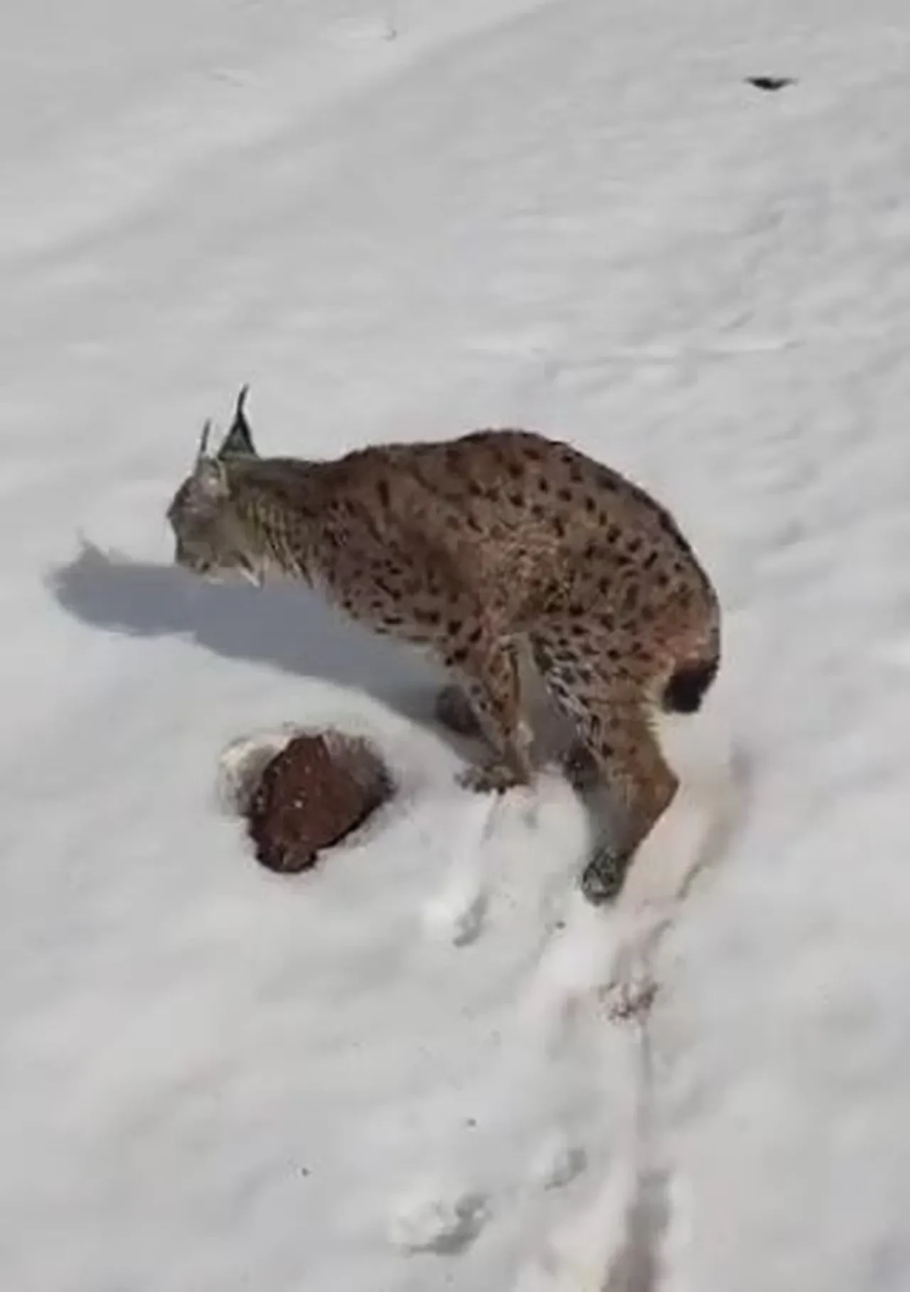 Tır şoföründen yürek ısıtan hareket! Nesli tehlike altında olan hayvanı ölüme terk etmedi