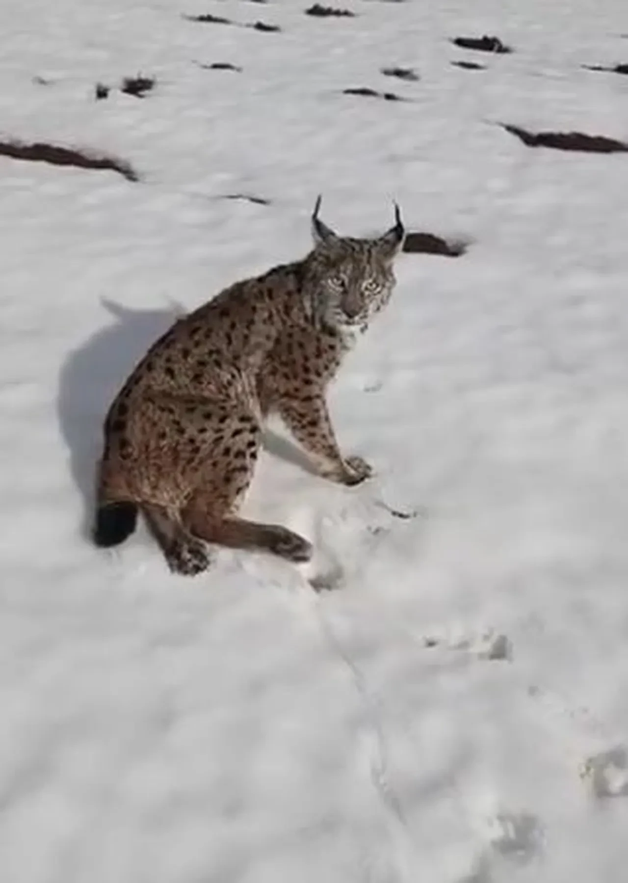 Tır şoföründen yürek ısıtan hareket! Nesli tehlike altında olan hayvanı ölüme terk etmedi