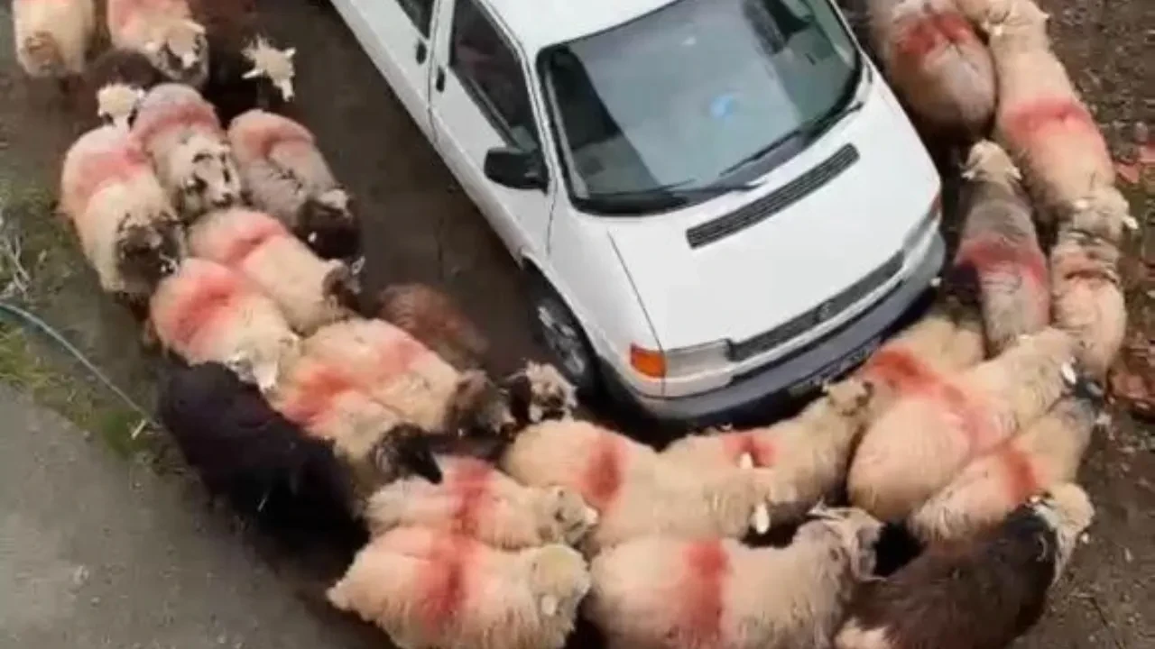 Trabzon'da esrarengiz olay kamerada! Koyun sürü minibüsün etrafında dakikalarca dönüp durdu